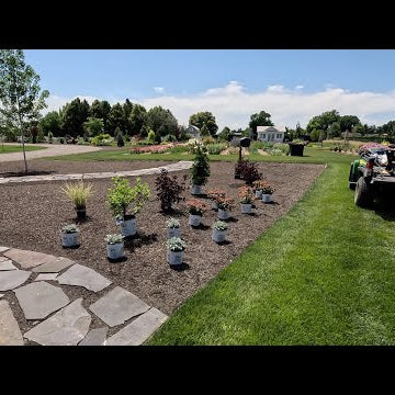 Planting Sun-Loving Shrubs and Perennials!