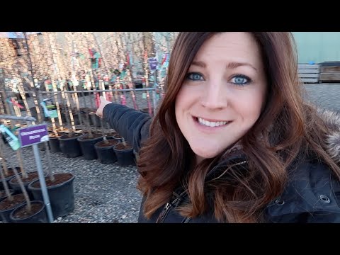 Shopping for Fruit Trees!