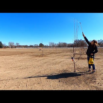 Spraying our Fruit Trees: Dormant Oil/Liquid Cooper for Overwintering Insects & Disease!
