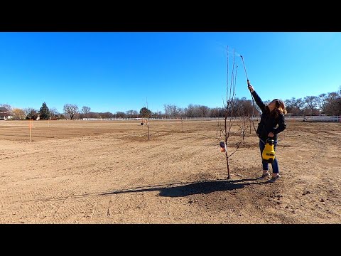 Spraying our Fruit Trees: Dormant Oil/Liquid Cooper for Overwintering Insects & Disease!