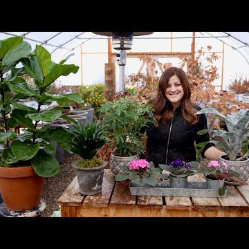 Houseplant Haul: New Plants for a New Year!