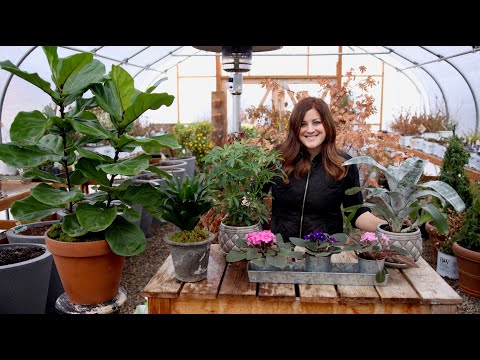 Houseplant Haul: New Plants for a New Year!