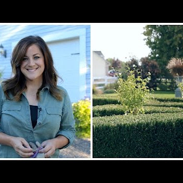 Replanting My White Chiffon Rose of Sharon