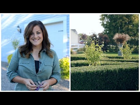 Replanting My White Chiffon Rose of Sharon