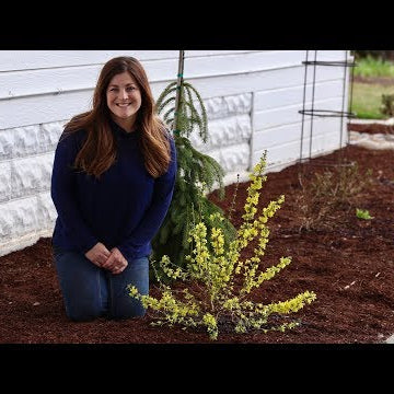 Planting a Show Off Starlet Forsythia