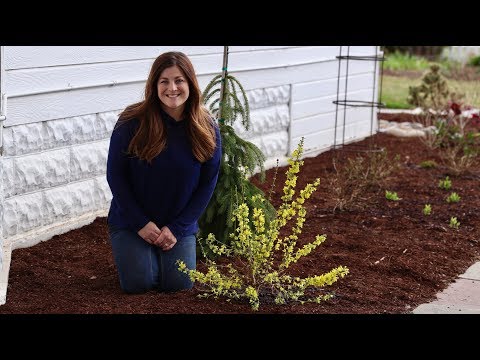 Planting a Show Off Starlet Forsythia