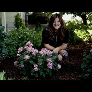 Planting Invincibelle Ruby Hydrangea