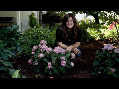 Planting Invincibelle Ruby Hydrangea