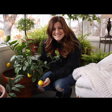 Citrus Growing Update & Care Tips!