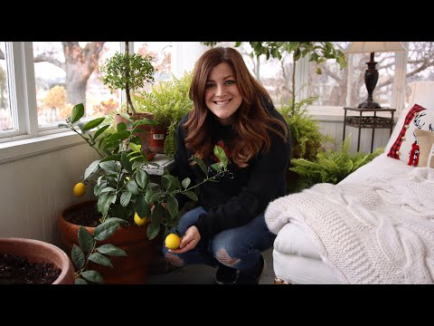 Citrus Growing Update & Care Tips!