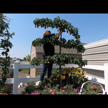Thinning My Espalier Pear Tree + Fruit Tree Tour!