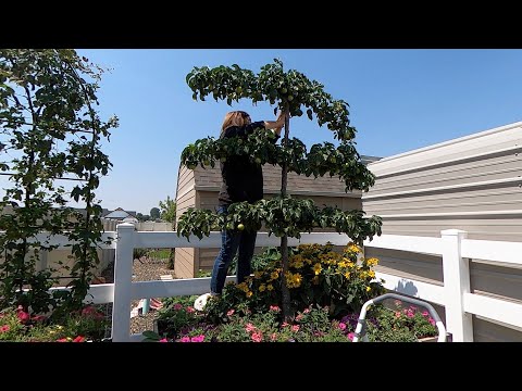 Thinning My Espalier Pear Tree + Fruit Tree Tour!