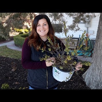 Planting Black Cat Pussywillow!