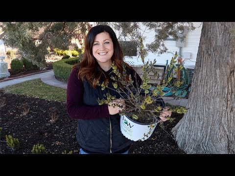 Planting Black Cat Pussywillow!