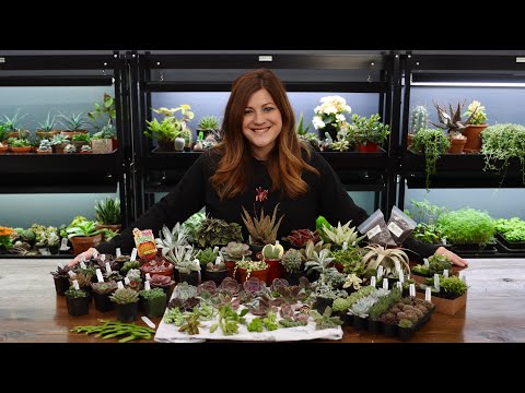 Succulent Unboxing!!!