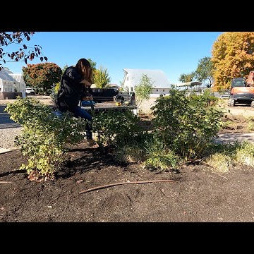 Saving Three Roses & Planting More Boxwoods, + Update on the Back Garden!