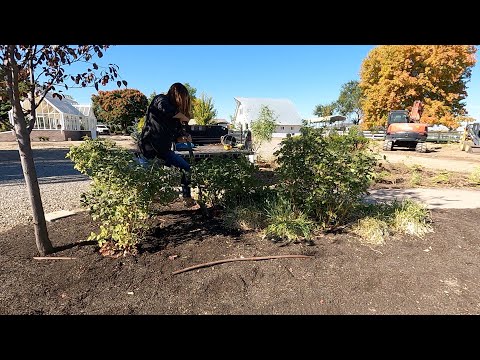 Saving Three Roses & Planting More Boxwoods, + Update on the Back Garden!