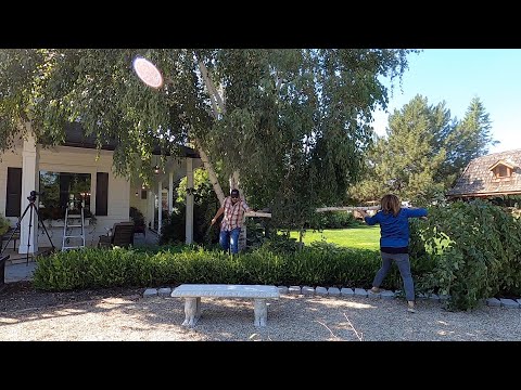 Trimming Our Birch Tree!