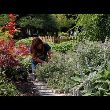 Planting Spruce Trees & Making Borage Cocktails with My Mom!