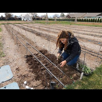 Finally Planting Ranunculus & Anemones!