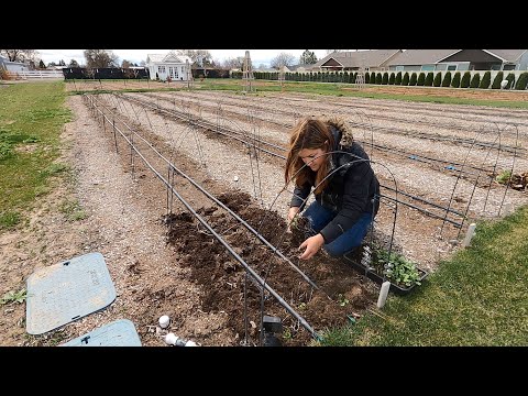 Finally Planting Ranunculus & Anemones!