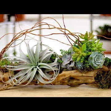 Driftwood + Air Plants + Succulents