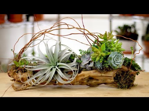 Driftwood + Air Plants + Succulents