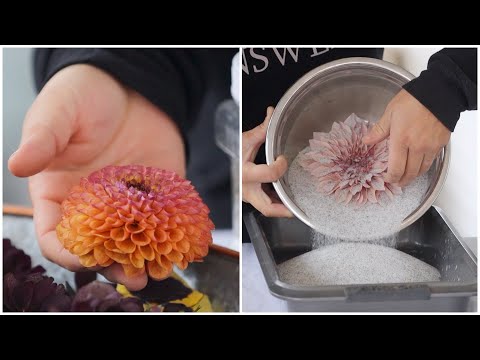 Drying Flowers with Silica GelCrystals + A Fun Way to Display Them!