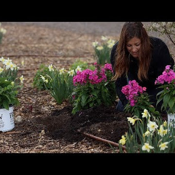 Planting New Varieties of Monarda/Phlox in the RAIN!  + Amaranth Seeds!