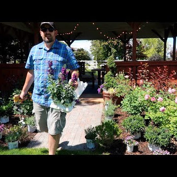 Maintaining Roses & Topiaries |Planting a Flower Bed!