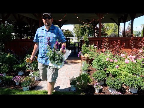 Maintaining Roses & Topiaries |Planting a Flower Bed!