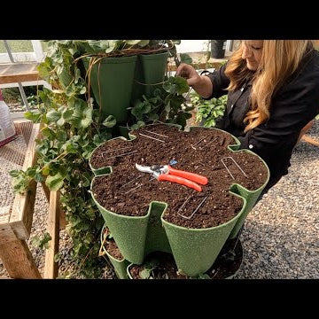 Propagating Strawberries in My GreenStalk!