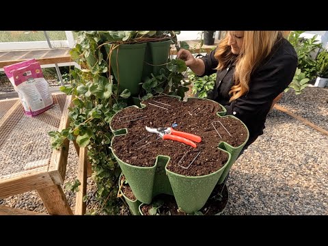 Propagating Strawberries in My GreenStalk!