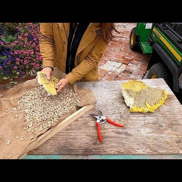 Harvesting Sunflower Seeds!