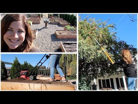 Veggie Garden Cleanup, Planting Garlic, & Fireblight in My Crabapple