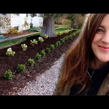 I'm Still Planting Hydrangeas in November