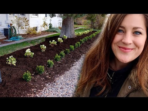 I'm Still Planting Hydrangeas in November