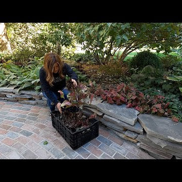 Bringing In Calla & Caladium Bulbs for Storage + Potting Up Tomatoes & Herbs for the Greenhouse!