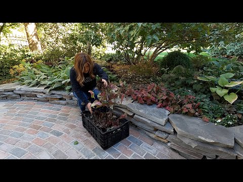 Bringing In Calla & Caladium Bulbs for Storage + Potting Up Tomatoes & Herbs for the Greenhouse!