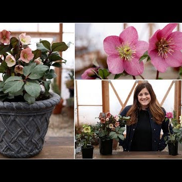 Hellebore Care Guide