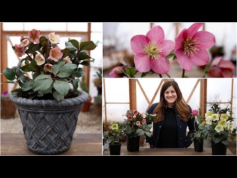 Hellebore Care Guide