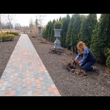 Transplanting 9 David Austin Roses!