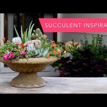 Succulent Inspiration