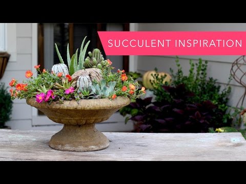 Succulent Inspiration