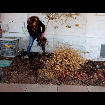Transplanting a Hydrangea & Spirea Late in the Season