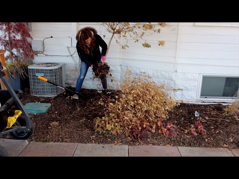 Transplanting a Hydrangea & Spirea Late in the Season