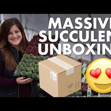 Massive succulent unboxing!