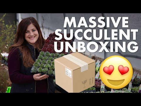 Massive succulent unboxing!