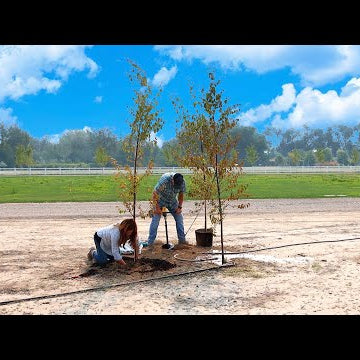 Planting One Pine & Two Birch Trees!