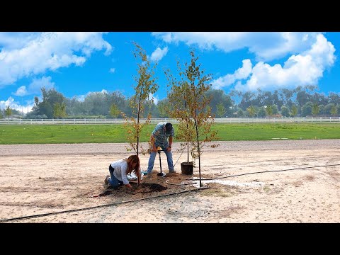 Planting One Pine & Two Birch Trees!